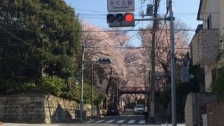 【福山雅治さんの歌で有名な桜坂（東京大田区）の風景2015年】JAPANTRIP「cherry blossoms(sakurazaka　Masaharu Fukuyama）」Tokyo 3．31
