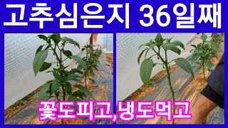 고추심기한지 36일째 꽃피고,냉해입고 방아다리훌트고,살충살균제 살포,~고추심는시기 고추재배방법 고추농사