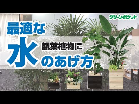 経済学科 どれくらいあげたらいいの？適切な水やりの仕方教えます！