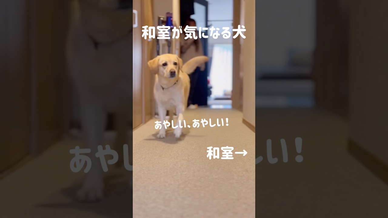 和室が気になる犬★#shorts #labradorretriever #ラブラドールレトリバー #可愛い #癒し #大型犬 #ぼんちゃん