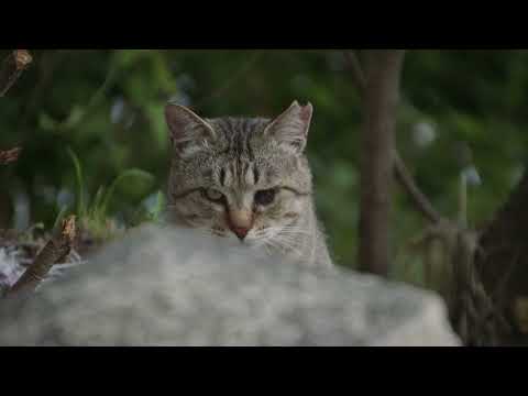 Die Katzen vom Gokogu-Schrein