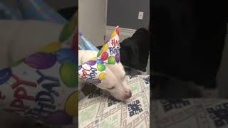Dogs and Other Unsolicited Advice - L O N G bois and the House Hippos celebrate Jack&#39;s 3rd Birthday!