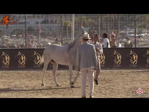 N 68 D AZIZA   2020 Menton Mediterranean and Arab Countries Arabian Horse Championship   7 Years Old
