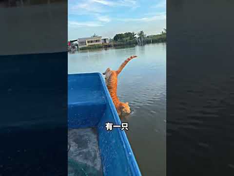 带四只猫出海钓鱼，这也太治愈了！