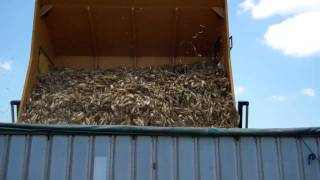 NTR South June 2011 Seed corn Harvest, South Texas
