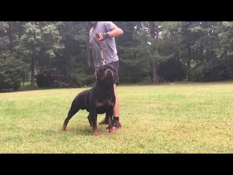 Jasperranch Rottweilers