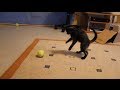 Kittens Vs Tennis Balls FunnyClix