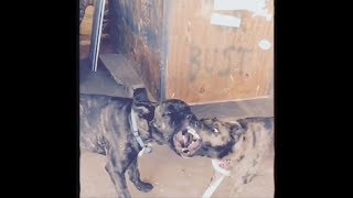 VILLA - KNIFED - Featuring Elektrik People