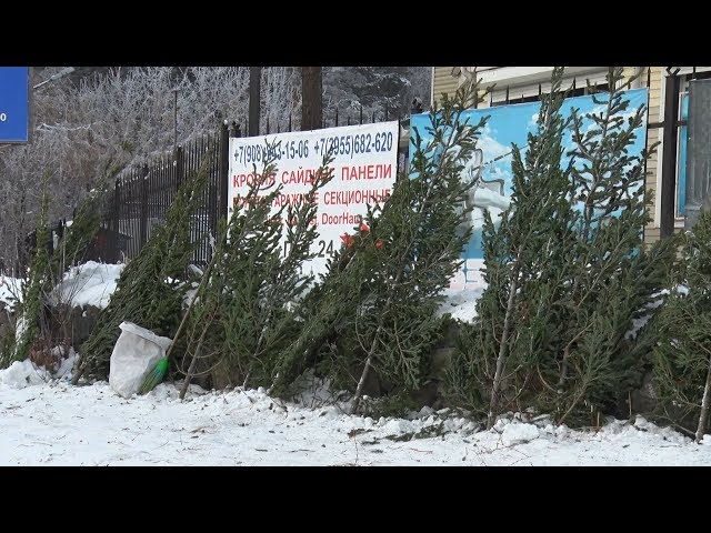 Открылись ёлочные базары