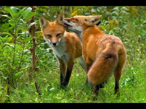 Best fox sound effect _ mating call