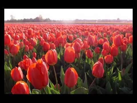 La lega - Anna Identici