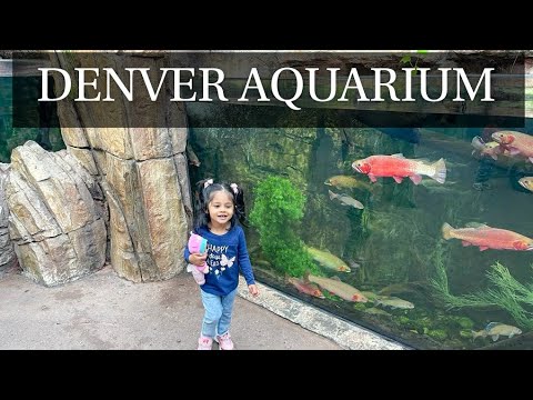 Denver Aquarium | visit to the Denver Aquarium | beautiful Colorado