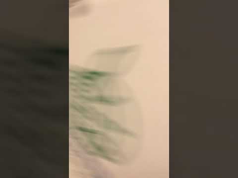 Part 2 to cocolini mandalay bay