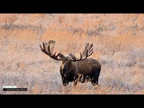 Beautiful Bull Moose Thinks He's Boss, Until He Meets the Giant #moose