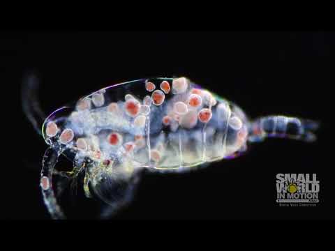 A stunning video of microscopic parasites “a vampire” feeding on small crustaceans