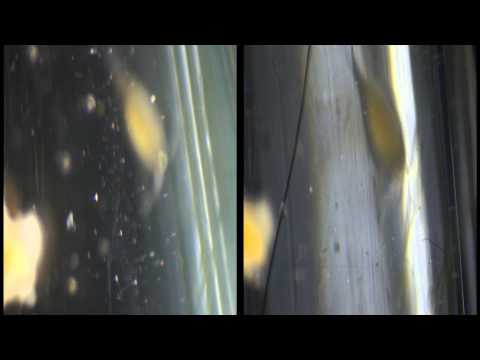 CCB  Stereo 3D121224B