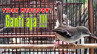 Download lagu Suara ciblek untuk terapi semua jenis ciblek macet|| pancingan ciblek semi agar bunyi mp3