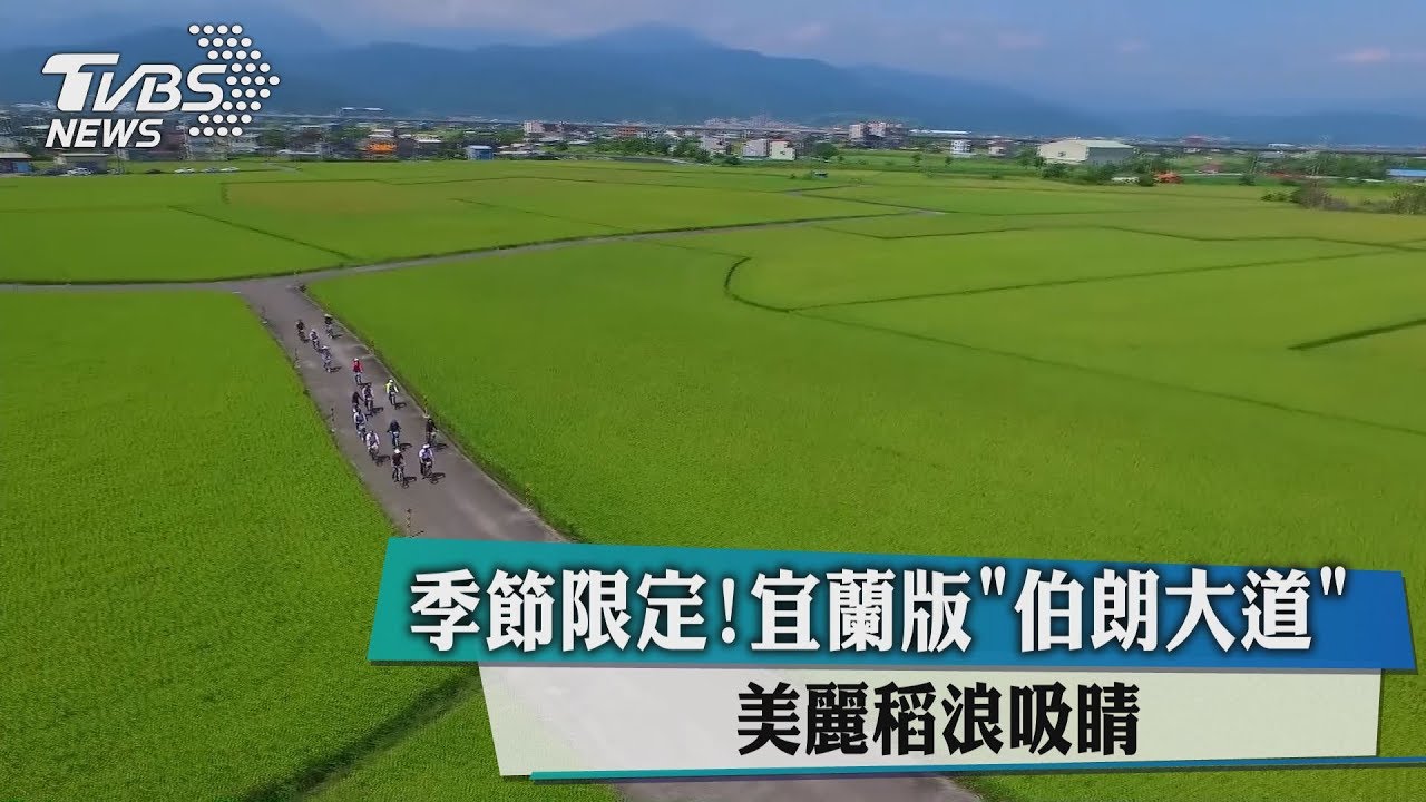 季節限定!宜蘭版「伯朗大道」 美麗稻浪吸睛
