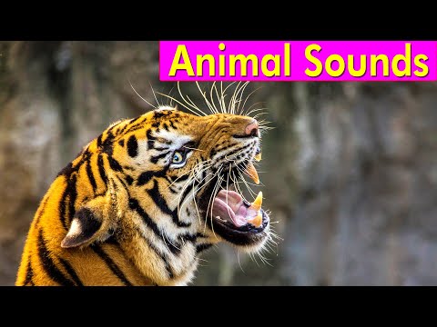 20 Wild Animals - Animal Sounds for Kids to Learn