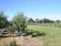 Xx Handling Large Trees At Highland Hill Farm
