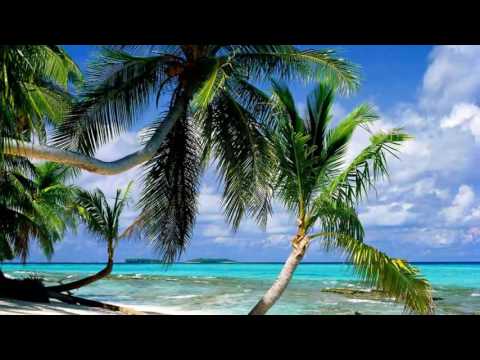 PALMS  ON  THE  BEACH