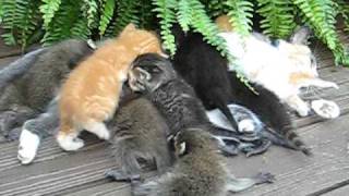 Мама для котят и енотят