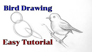 How to draw a bird drawing easy step by step Basic drawing lessons for beginners pencil drawings