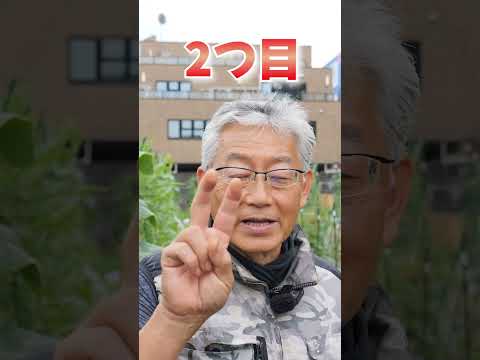 夏の嵐：大雨から家庭菜園を守るための 6 つのヒント  庭園