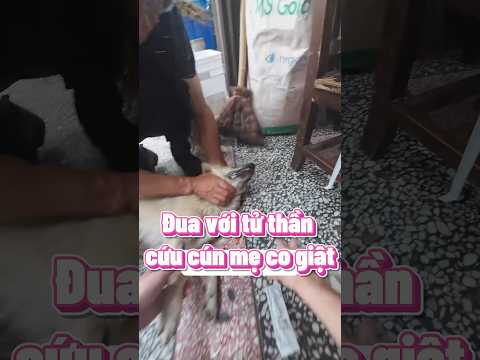 Nghẹt thở pha kéo cún mẹ khỏi tay tử thần 🥹🥹