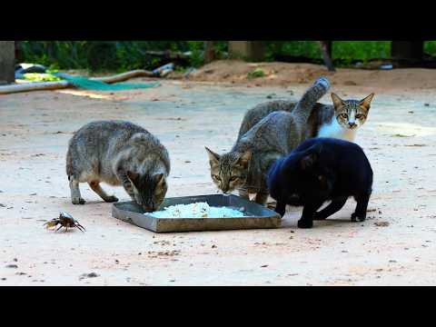 The Lonely Crab with the Poor Cat Family |View