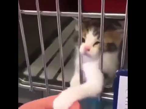 The cats...Who they need the owner attention & love..very funny