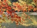 River Flows in You by Yiruma 이루마| Emilie Lin 林 ...