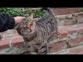 Incredibly Cute Tabby Cat