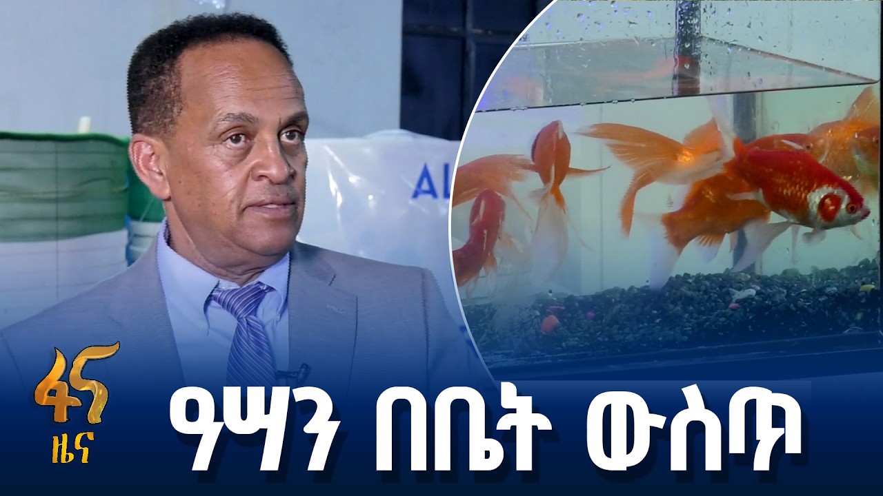 ጫጩት የማስፈልፈያ እና የማከፋፈያ ልማት