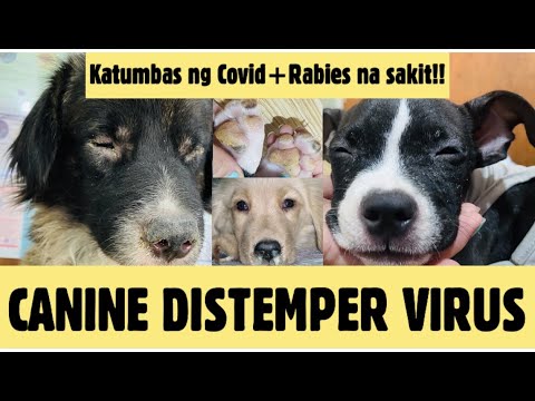 PART 2:CANINE DISTEMPER VIRUS-BEST TREATMENT & PREVENTION | CHARACTERISTIC SIGNS AND SYMPTOMS !!