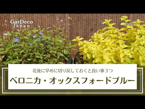園芸 穂軸上のベロニカ
