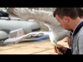 Police Release A Recording Of A Man Complaining About A Seagull Stealing His Sandwich