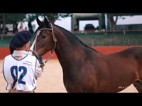 Cabanha Bela Aliança 2019 - Leilão Alianças de Ouro