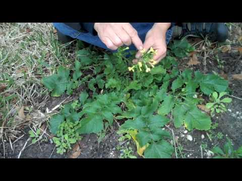 download lagu mp3 mp4 Wild Radish, download lagu Wild Radish gratis, unduh video klip Wild Radish