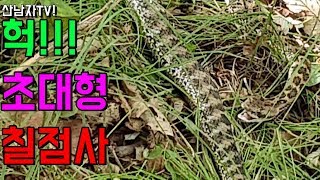 산남자 산행중 초대형 칠점사와 마주쳤다!