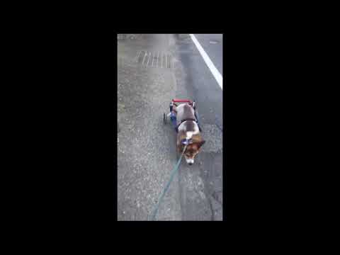 小太郎くん　犬用車椅子