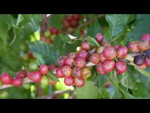 SÍTIO DE CAFÉ  DE 16 HECTARES NO VALE DA GRAMA, REGIÃO DE CAFÉS MAIS QUE ESPECIAIS
