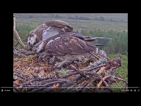 Loch Arkaig Osprey chick's big day: hatching with mum Dorcha, and dad Louis has a look 31 May 2022