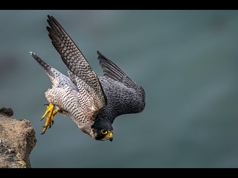 @DavidCobham  presents 'IN THE SHADOW OF THE FALCON'  - inc T/C