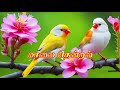 இனிக்கும் மாலை மயக்கும் பாடல்கள் ️
