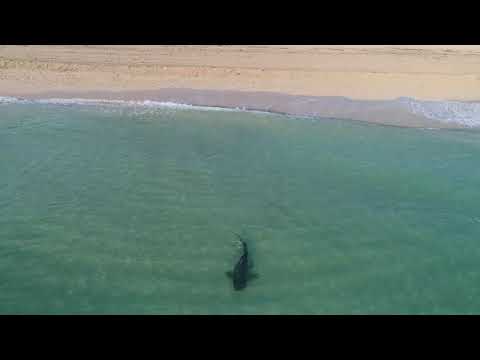 Drone Footage Captures Tiger Shark Roaming Close to Swimmers in Miami's South Beach Shore