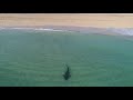 Drone Footage Captures Tiger Shark Roaming Close to Swimmers in Miami's South Beach Shore