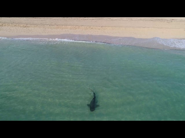 Drone Footage Captures Tiger Shark Roaming Close to Swimmers in Miami's South Beach Shore