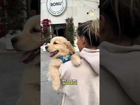 We realized so many of you may be new here or haven’t heard our story #dog #dogs