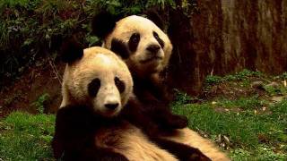 WILD CHINA ICONS